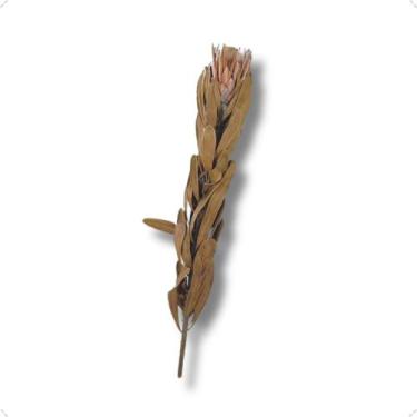 Imagem de Haste de Flor Proteia Desidratada Grande Natural 55 a 60 cm - INSPIRA 