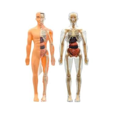 Imagem de Modelo 3D Removível Do Torso Humano Para Crianças, Simulação De Órgãos
