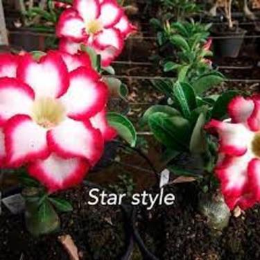 Imagem de Rosa do deserto Star Style enxertada - Dm Rosa do deserto