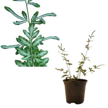 Imagem de Samambaia Pteris Silver Ribbon Ornamental Linda e Elegante Planta Natural