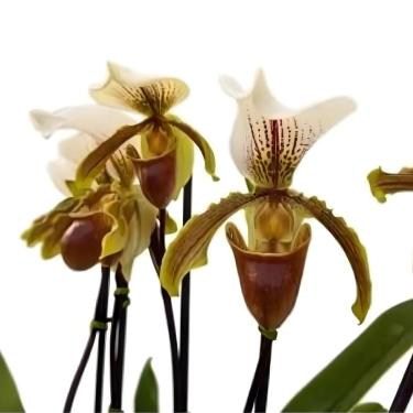 Imagem de Orquídea Sapatinho Entouceirada Paphiopedilum Planta Adulta