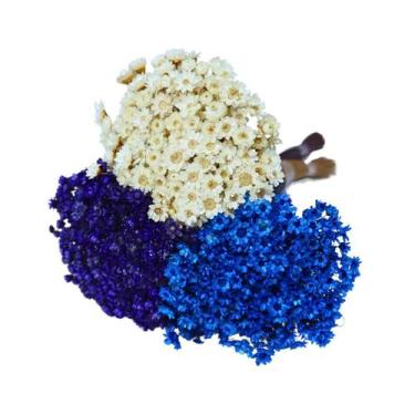 Imagem de Kit Sempre Viva 3 Cores - Branca, Azul e Roxa - Pense Flores