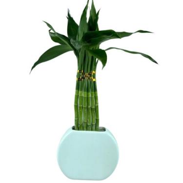 Imagem de Planta Bambu Da Sorte 6 Hastes Vaso Meia Lua Cerâmica Branco - INSPIRA