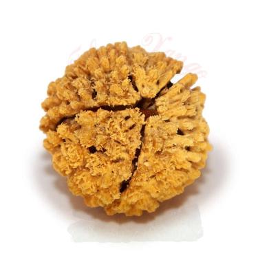 Imagem de Fava de Ossain Tratamento Espiritual Unidade