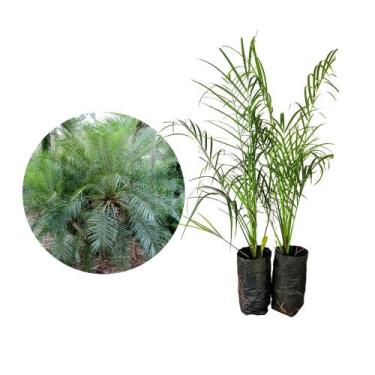 Imagem de Muda De Palmeira Fênix 20cm a 40cm - Plantas