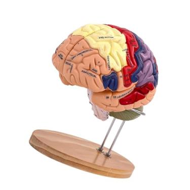 Imagem de simhoa Modelo Do Cérebro Humano Anatomia Código de Cores Codificado Por Cores Anatomicamente Precisas