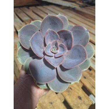 Imagem de Perle - Muda de Suculenta Compacta em Vaso 13 cm - Garden Viveiro Espa
