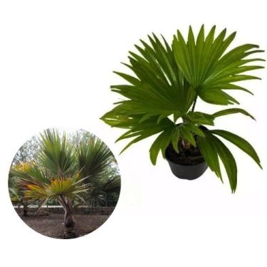 Imagem de Muda de Palmeira Latânia 20 a 40cm AMK - Plantas Online - AMK Jardinag