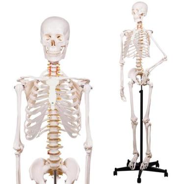 Imagem de Modelo de esqueleto humano NLShan em tamanho real com sistema nervoso