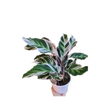 Imagem de Calathea Maranta branca white fusion exótica rara adulta com vaso - qu