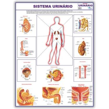 Imagem de Mapa Sistema Urinário Do Corpo Humano 120x90 Cm - Medicina - Enfermage