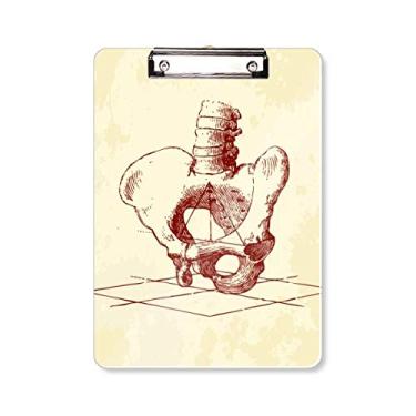 Imagem de Caderno de esqueleto humano, quadril, coluna, pasta, placa de apoio A4