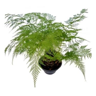 Imagem de Samambaia Renda Portuguesa Na Cuia Planta Natural Rara