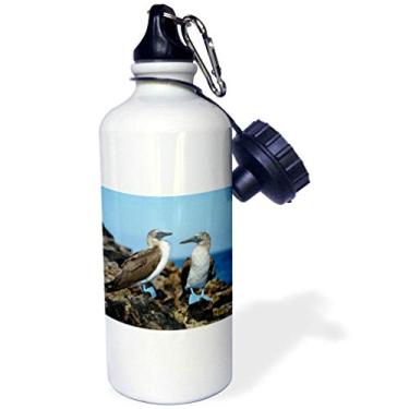 Imagem de 3dRose Garrafa de água esportiva Equador, Galapagos, Isabela Island Blue Fooed, Booby, 600 ml, multicolorida