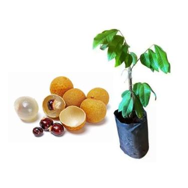 Imagem de Muda de Longana 50 a 80cm AMK - Plantas Online - AMK Jardinagem e Pais