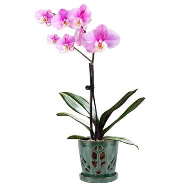 Imagem de W&W Vaso de orquídea com furos e pires para repotting, 5,5 polegadas, Grenn Mix