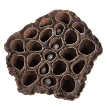 Imagem de Vickerman Natural Botanicals 6 cm - 8 cm Lotus Pod, médio Inclui 75 peças por pacote.