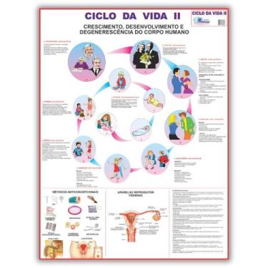 Imagem de Mapa Ciclo da Vida 2 - 120 X 90 Cm - Enfermagem - Medicina - Dobrado -