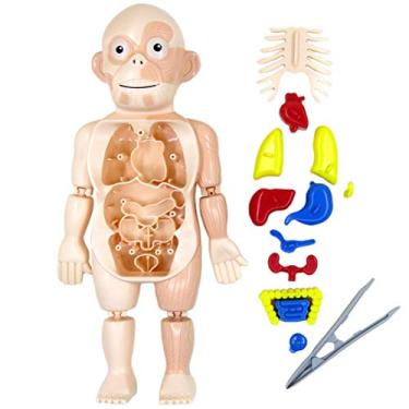 Imagem de Faruxue Kits de brinquedo de anatomia do corpo humano, kits de aprendizagem de ciências para estudantes, órgãos educativos pré-escolares montados faça-você-mesmo, ferramentas de ensino