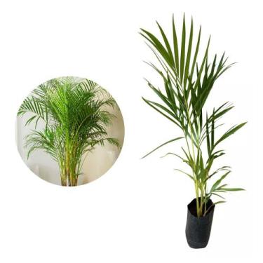 Imagem de Muda de Palmeira Areca Bambu 20 a 40cm AMK - Plantas Online - Genérico