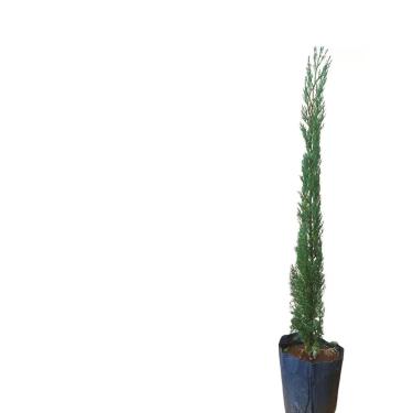 Imagem de Muda de Cipreste Italiano (Cupressus sempervirens) Altura de 20 a 40cm – Planta para cerca viva, paisagismo vertical, vasos grandes, jardins formais, crescimento ereto, ornamental e resistente