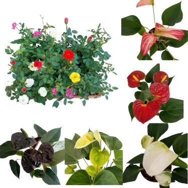 Imagem de Kit 5 Mini Anturio Negro Vanilla Vermelho Alba Rosa + 5 Mini Rosas Planta De Sol Cores Mistas Plantas Naturais Jardim Decoração