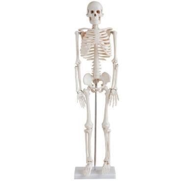 Imagem de Esqueleto Humano 85 Cm