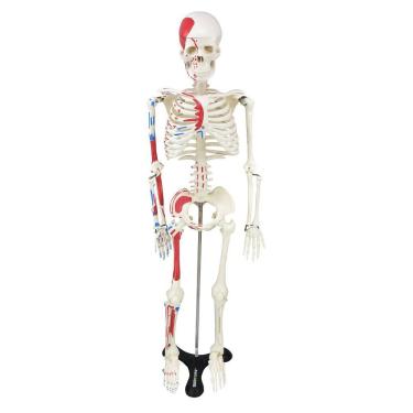 Imagem de Esqueleto Humano 85 Cm De Altura C/, Origens E Inserções