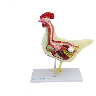 Imagem de Anatomia da Galinha em 6 Partes