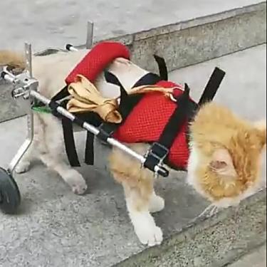 Imagem de Cadeira de rodas para animais de estimação com perna traseira ajustável para cães e gatos, carrinho leve para reabilitação de animais, andador assistido por cães com rodas (P)