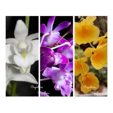 Imagem de Kit Com 3 (três) Mudas Orquideas Adultas Dendrobium Especies - Orquifl