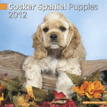 Imagem de Cocker Spaniel Puppies 2012 Calendar #10203-12