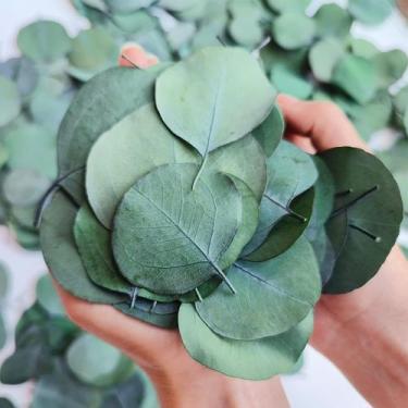 Imagem de Folhas de eucalipto reais secas, mais de 300 unidades para decoração d
