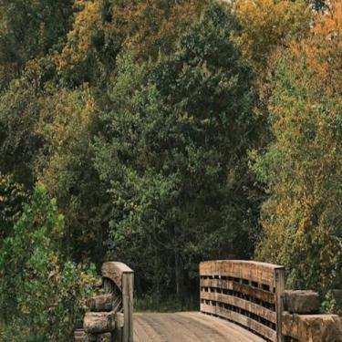 Imagem de Quadro Decorativo Estampa de Árvores na Floresta - Arte Moderna para Parede Tamanho 30x30cm