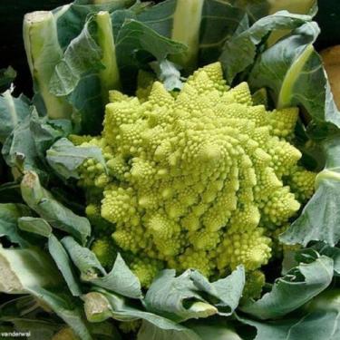 Imagem de Brocolis Romanesco - 6gr de Sementes - Isla