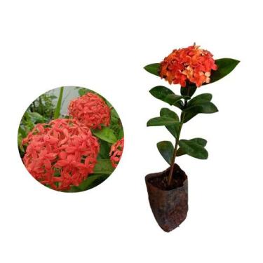 Imagem de Kit 15 Mudas de Ixora Midi Vermelha 20 a 40cm Plantas Online - AMK Jar