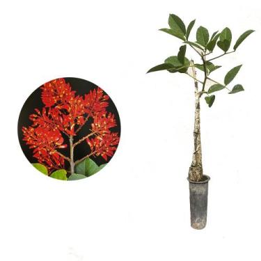 Imagem de Muda de Mulungo 20 a 40cm AMK - Plantas Online - AMK Jardinagem e Pais