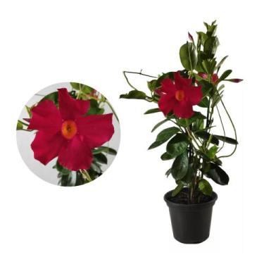 Imagem de Muda de Dipladênia 20 a 40cm AMK - Plantas Online - AMK Jardinagem e P