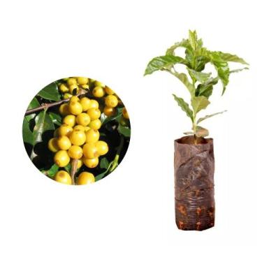 Imagem de Muda de Cafe Arara 20 a 40cm AMK - Plantas Online - AMK Jardinagem e P