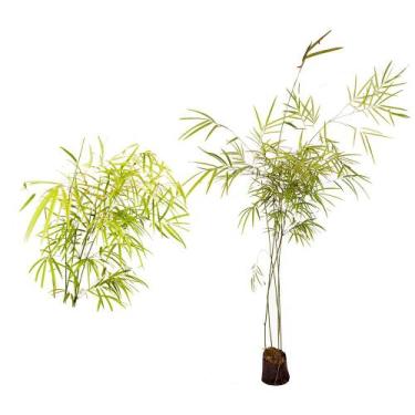 Imagem de Muda de Bambuza 50 a 80cm AMK - Plantas Online - AMK Jardinagem e Pais