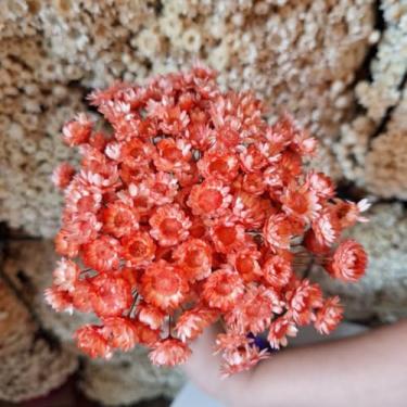 Imagem de Flores Sempre Viva Secas Bege – Buquê Natural para Decoração e Arranjos (Salmão,2 buquês (400 florzinhas))