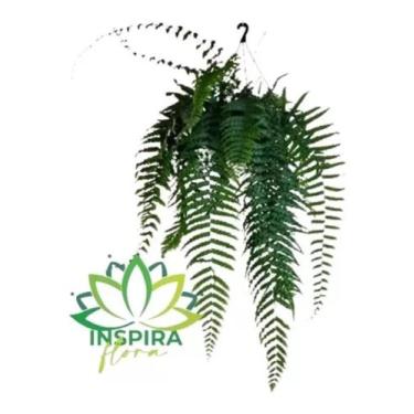 Imagem de 1 Samambaia De Metro Polypodium Persicifolium Pote20 Gigante - FLORA F