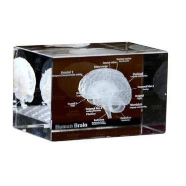 Imagem de Conjunto de modelo anatômico de cristal 3D, coração, cérebro, dentes, esqueleto, pulmões, 5 x 5 x 7,6 cm, decoração de consultório médico (Cérebro)