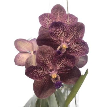 Imagem de Orquídea Vanda Roxa - orquivitro