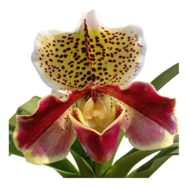 Imagem de Orquídea Sapatinho Paphiopedilum Winston Churchill