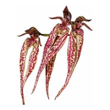 Imagem de Orquídea Bulbophyllum Emily Siegerist Planta Adulta Exótica - no brand