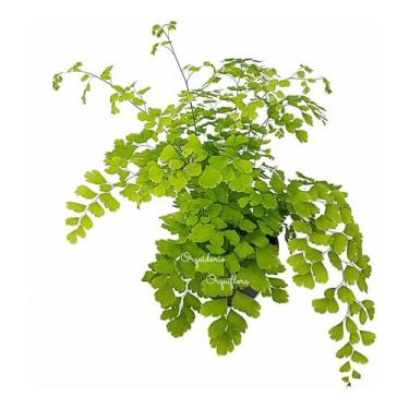 Imagem de Muda Avenca Cabelo-de-vénus Planta Natural Exótica Com Vaso Decorativa Para Jardins Ambientes Internos Externos