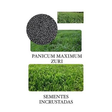 Imagem de Capim Zuri Panicum Maximum - 10KG de Sementes Incrustadas
