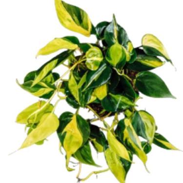 Imagem de Planta Filodendro Brasil Ou Philodendron Brasil Arranjo Decoração Natu
