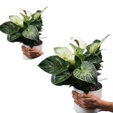 Imagem de Filodendro  planta natural decoração com vaso - Quintaldobonsai